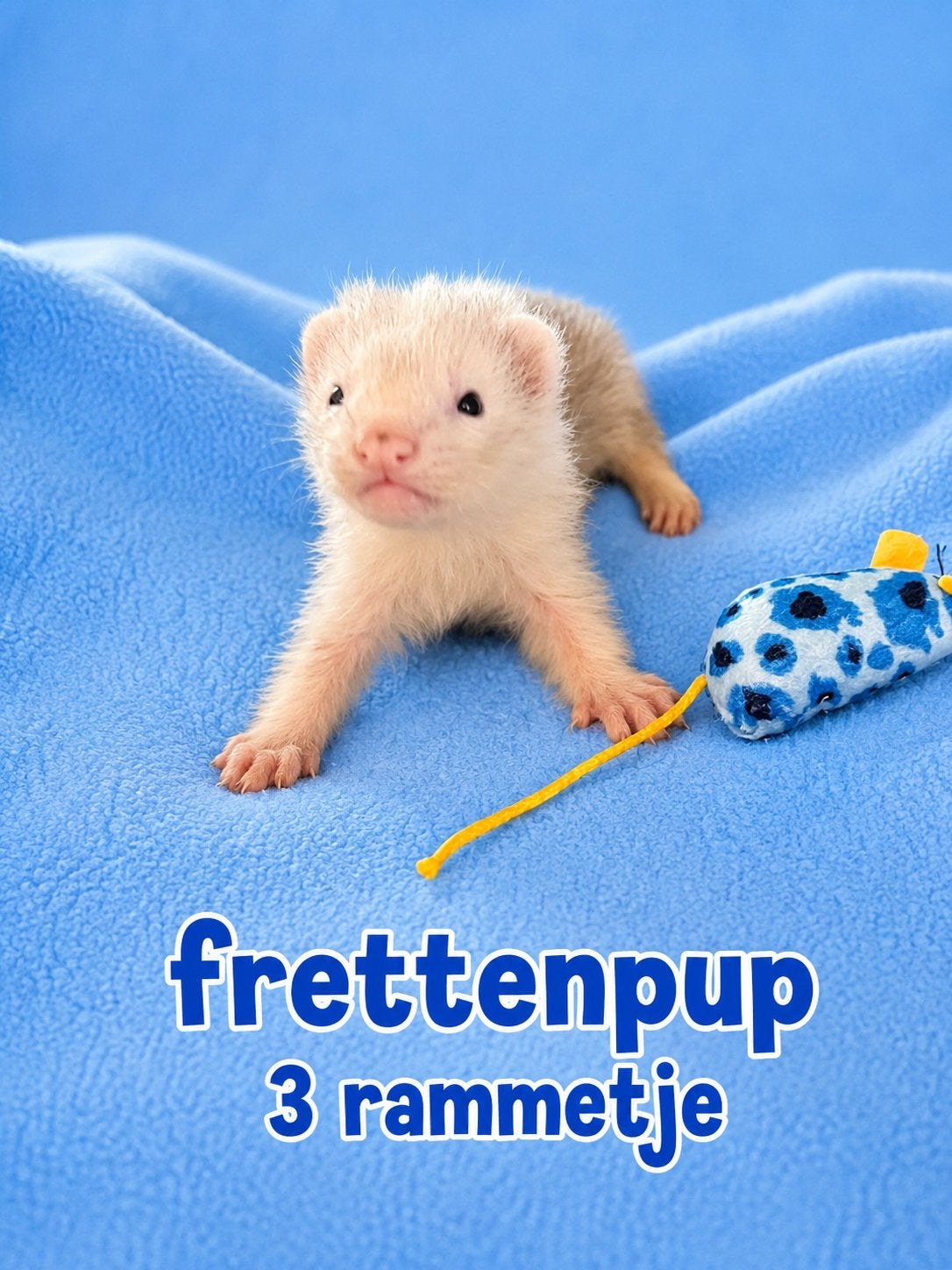 Frettenpups te koop, Furet, Juin, Domestique, Plusieurs animaux