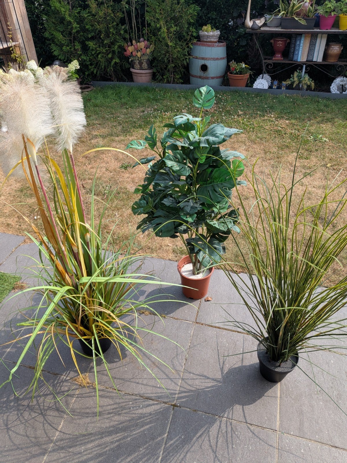 Herbe blanche de la pampa (30€), plante entière (25€), tiges, Jardin & Terrasse, Plantes | Arbres, Enlèvement