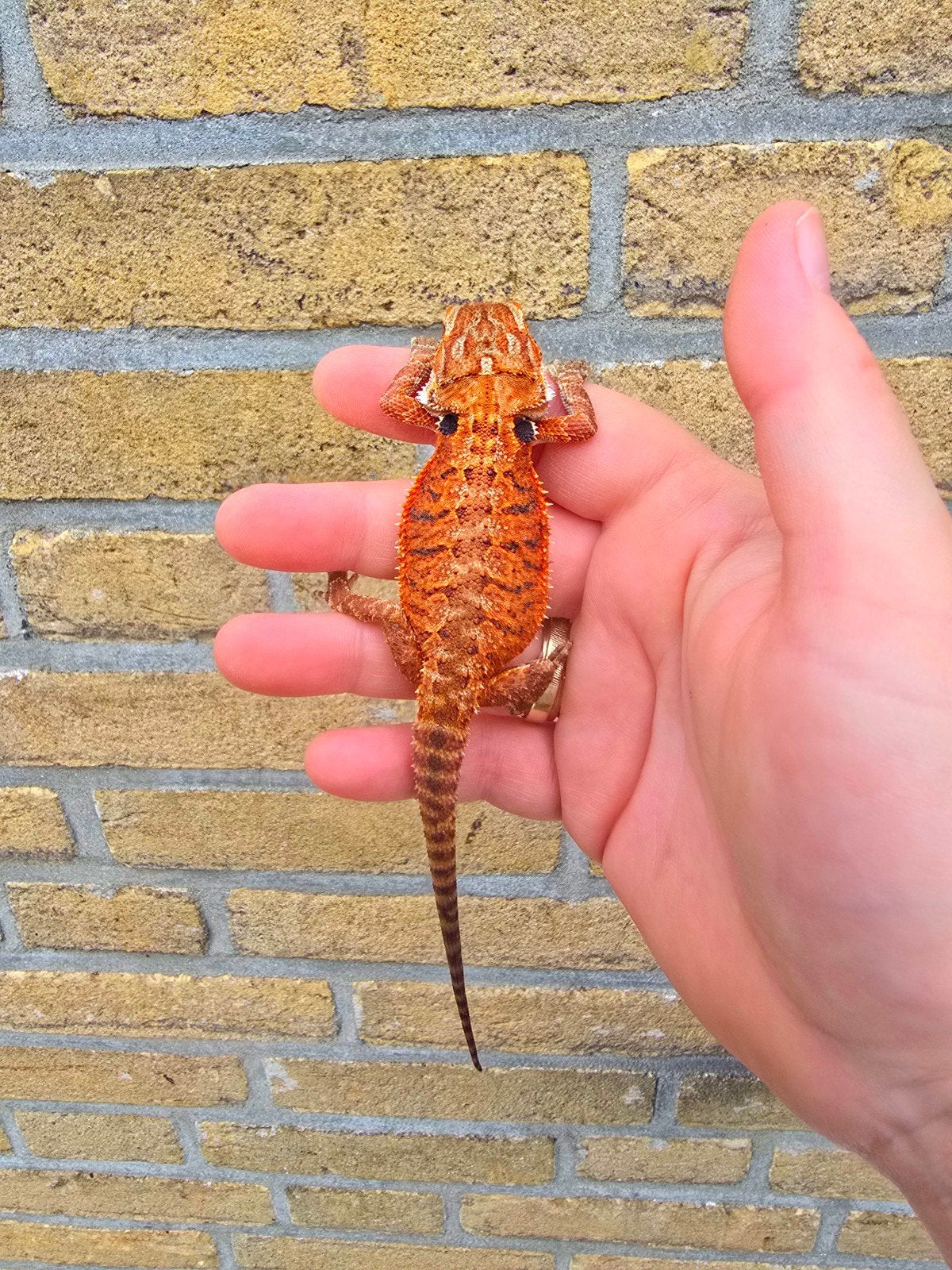 RED MONSTER baardagamen 2026, Dieren en Toebehoren, Amfibie