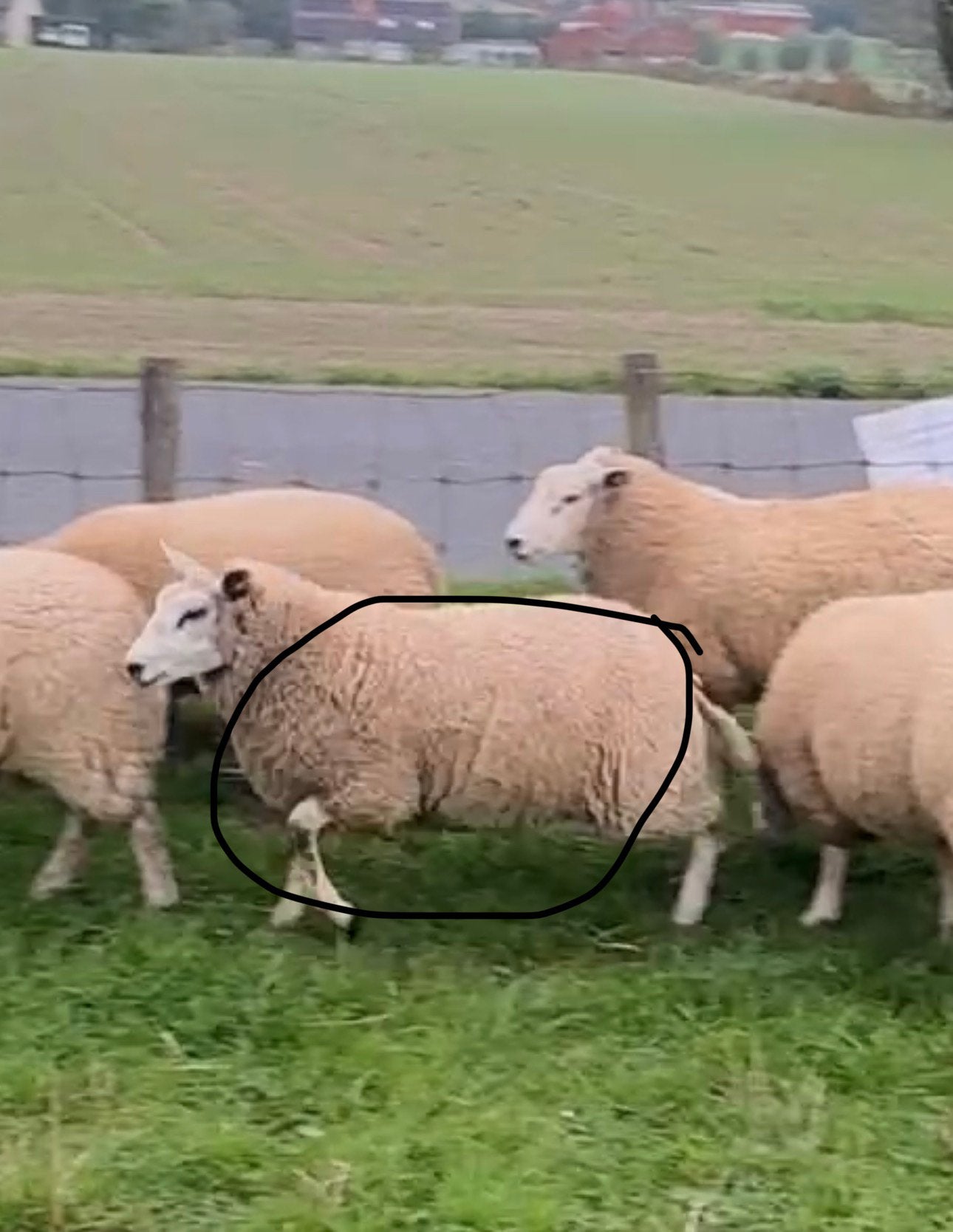 Ooi Lammers, Dieren en Toebehoren, Vrouwelijk, Schaap