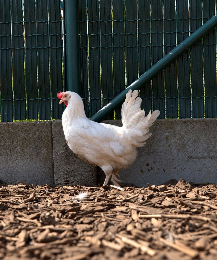 Legkippen, Plusieurs animaux, Poule ou poulet