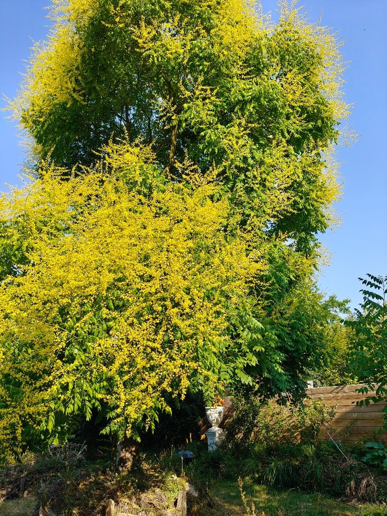 Bijenboom Koelreuteria Paniculata droogteresistnt ziekvrij, Tuin en Terras, Ophalen