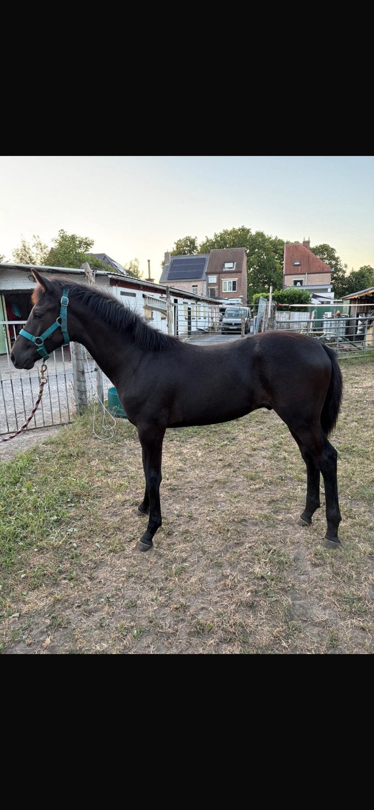 D’AMOUR VAN HET NACHTRGAALHOF, Dieren en Toebehoren, Paarden
