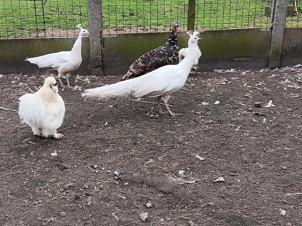 witte pauw haan, Mâle