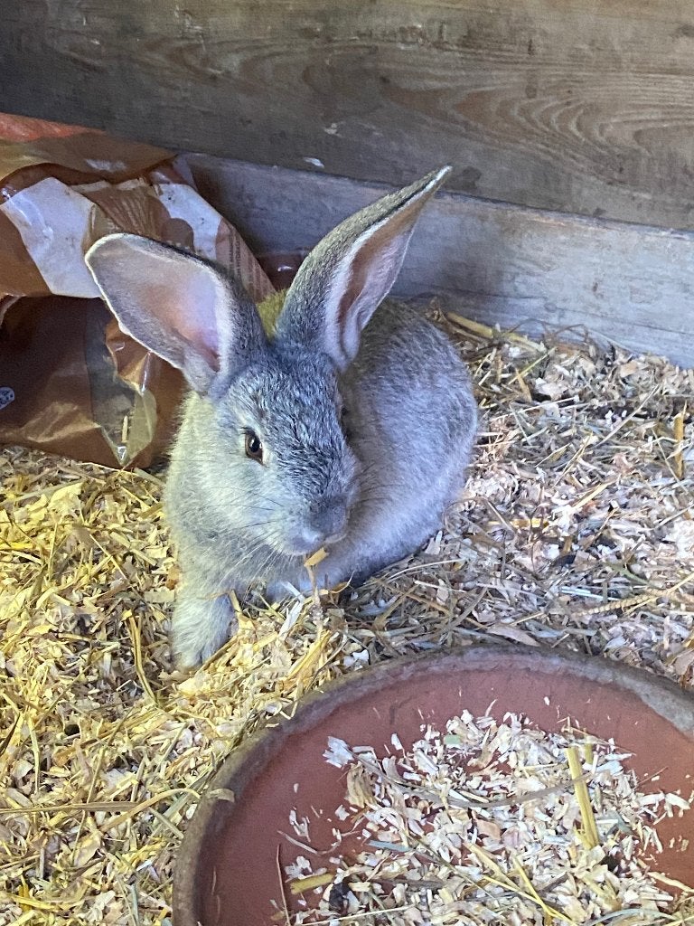 Vlaamse reus , lapins géants des flandres, Animaux & Accessoires, Plusieurs animaux, Grand, 0 à 2 ans