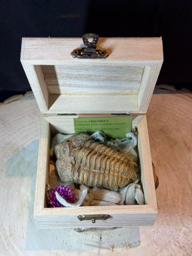 Trilobite fossile dans une boîte de présentation en bois, Enlèvement ou Envoi, Fossile