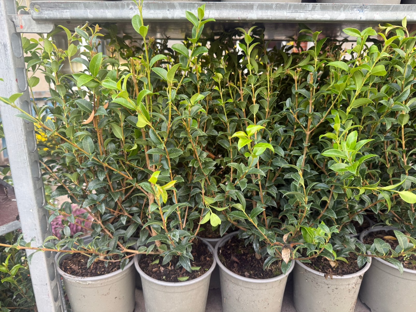 Osmanthus, Jardin & Terrasse, Enlèvement