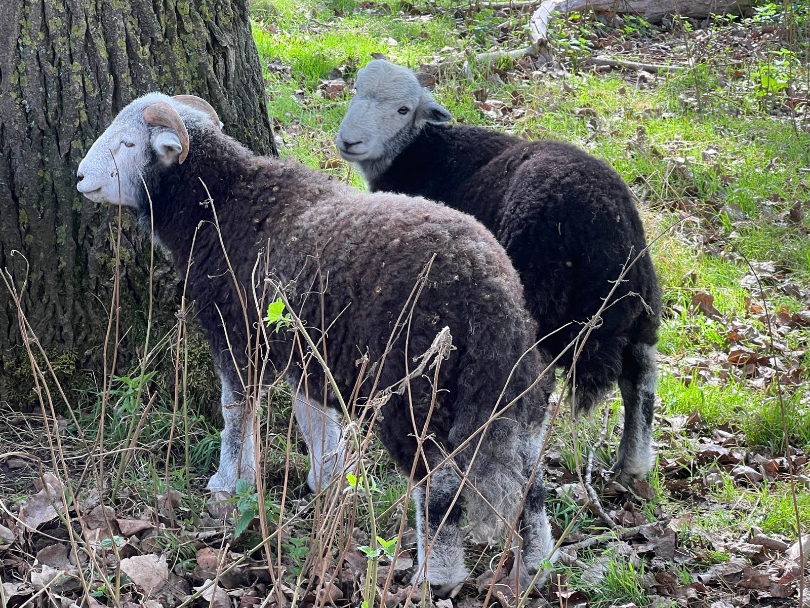 Herdwick 2 jonge fokrammetjes, Dieren en Toebehoren, Mannelijk, Schaap, 0 tot 2 jaar
