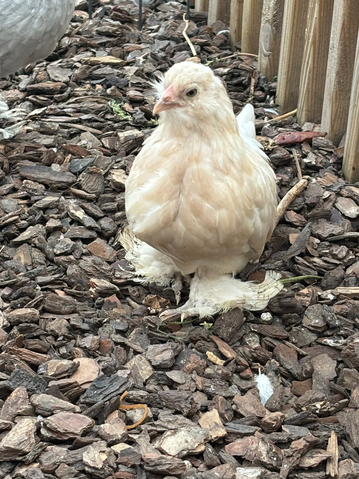 Ukkelse en everbergse baardkriel, Femelle, Poule ou poulet