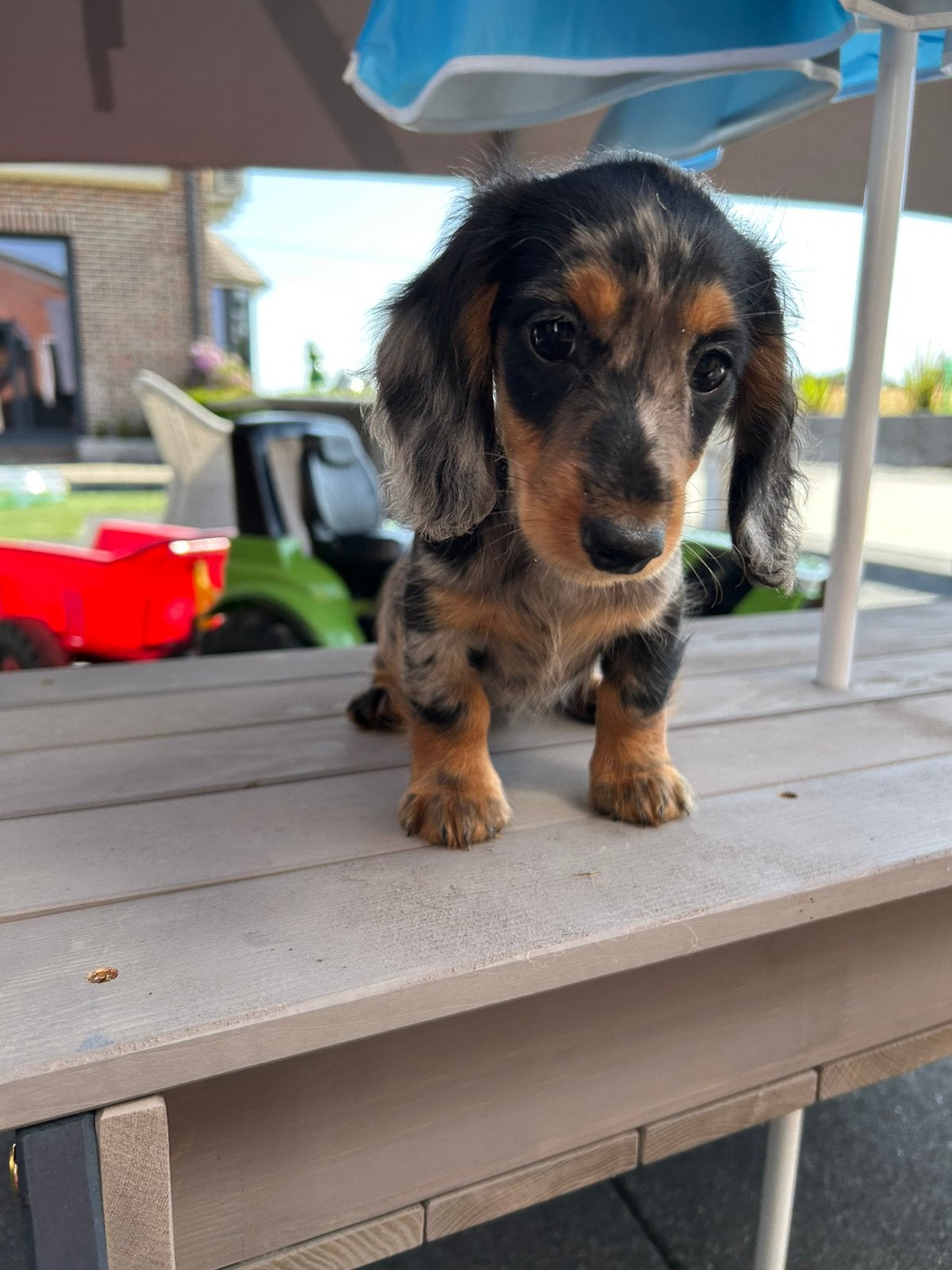 Langharige merle teckel pups, Belgique, Plusieurs, 8 à 15 semaines, Éleveur | Professionnel
