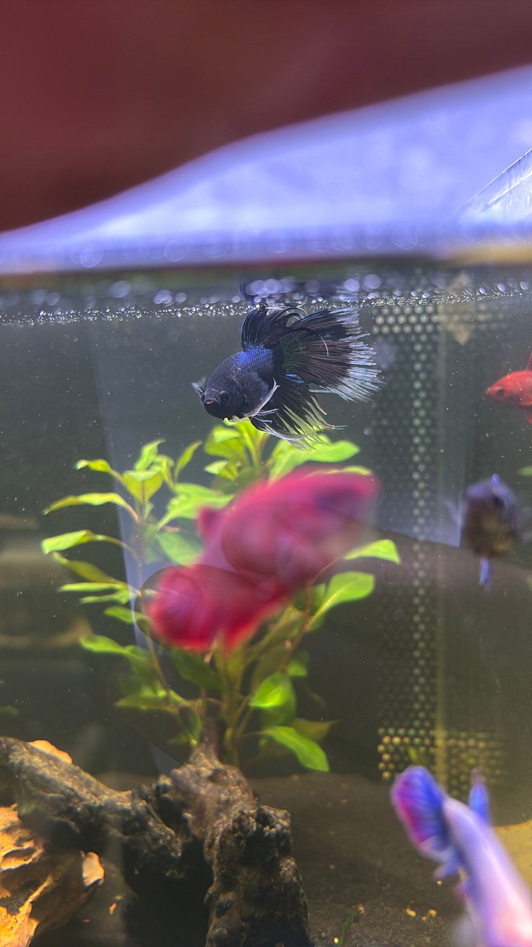 Betta man, Dieren en Toebehoren, Vis, Zoetwatervis