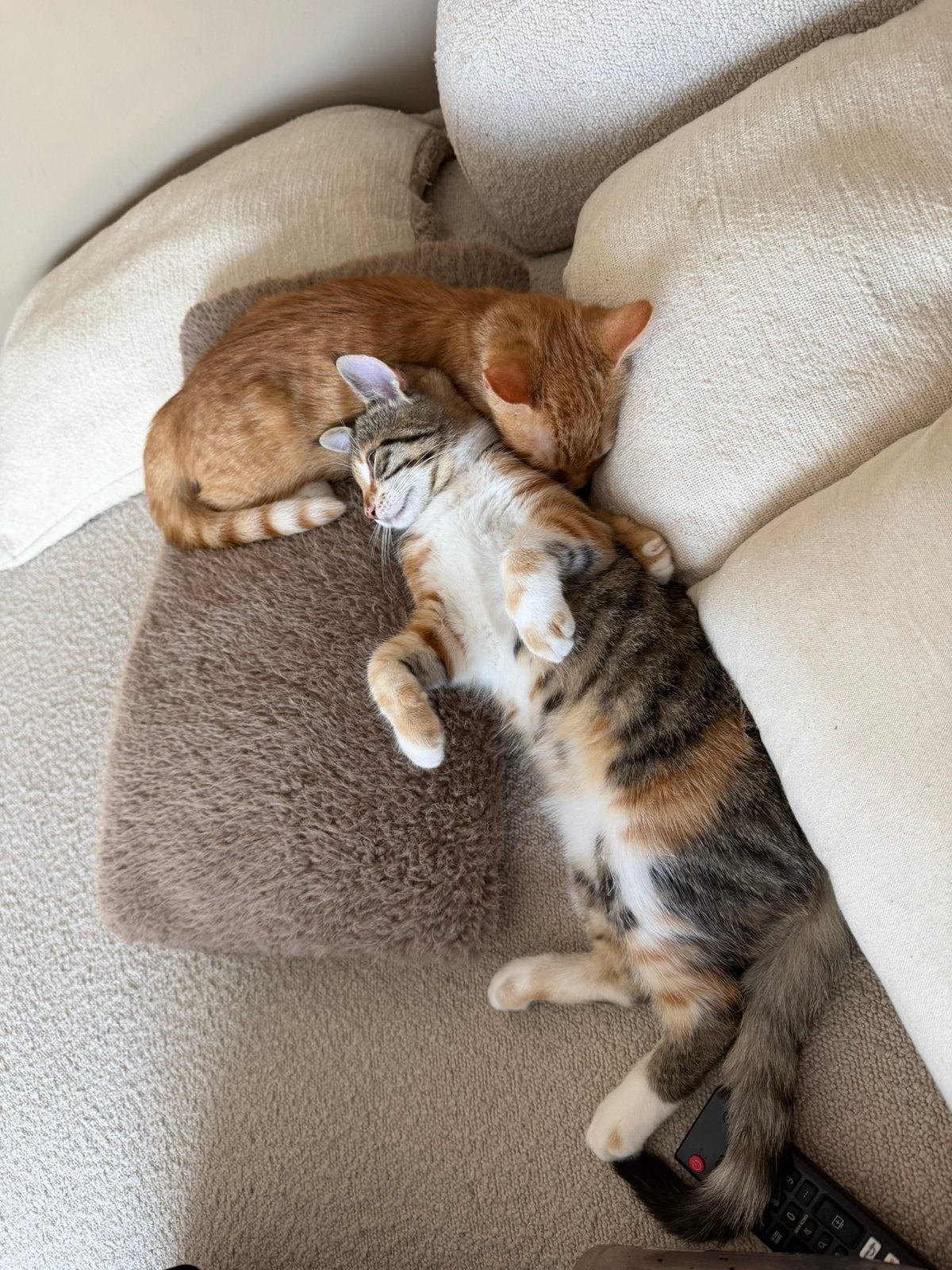 kittens, Meerdere dieren, Ontwormd, 0 tot 2 jaar
