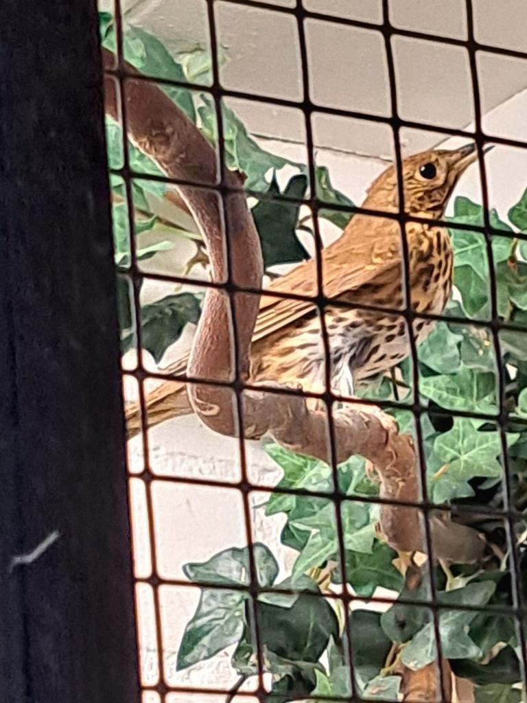 ZANGLIJSTER, Mâle, Oiseau chanteur sauvage, Bagué