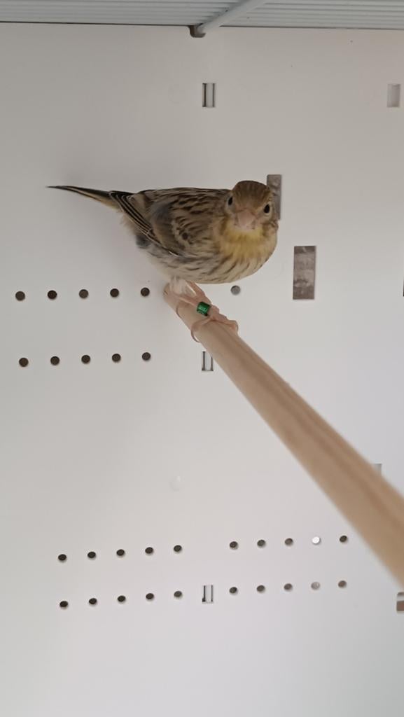Kanaries, Dieren en Toebehoren, Vogels | Kanaries