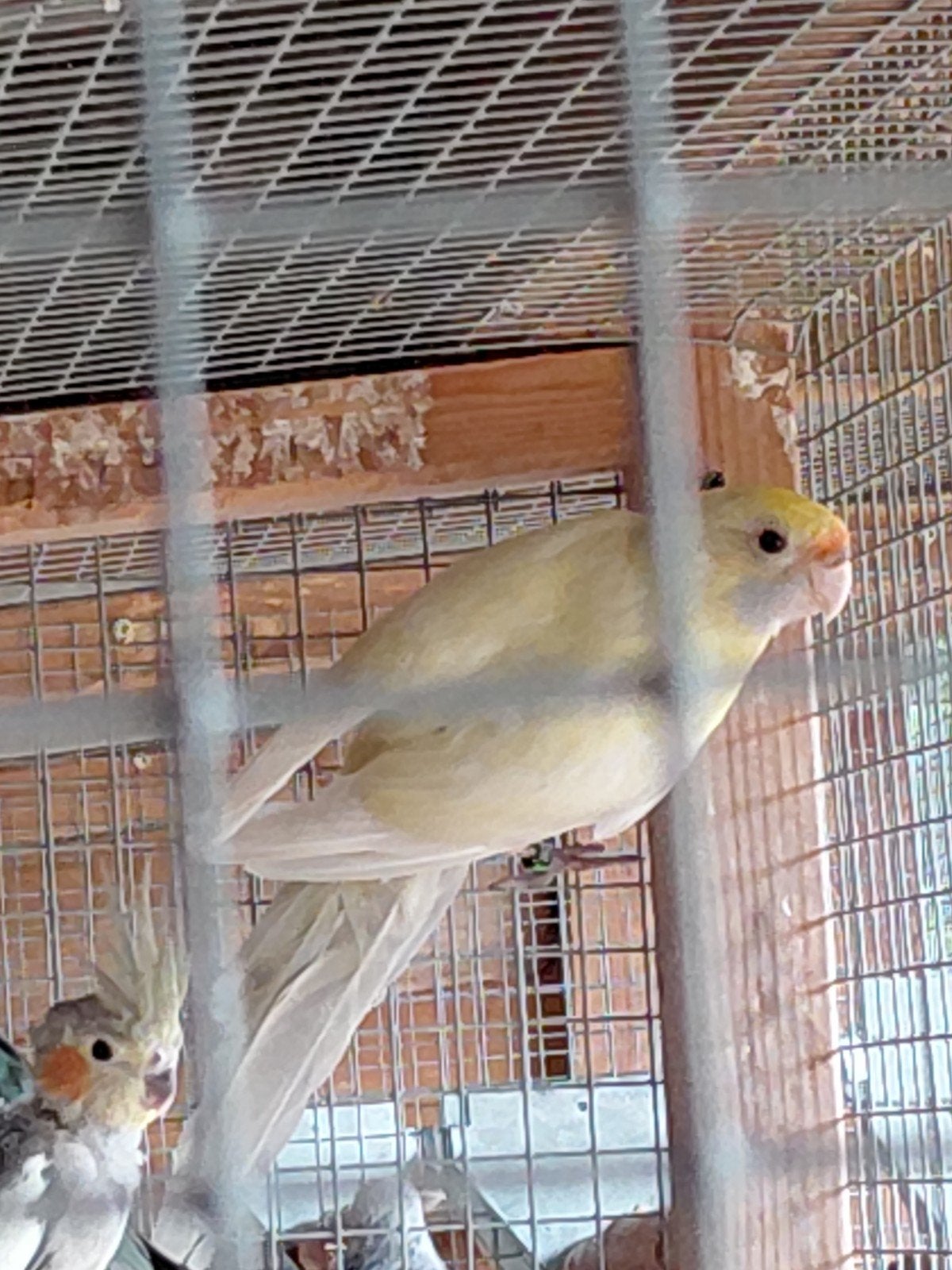 Pennanten te koop, Dieren en Toebehoren, Vogels | Parkieten en Papegaaien