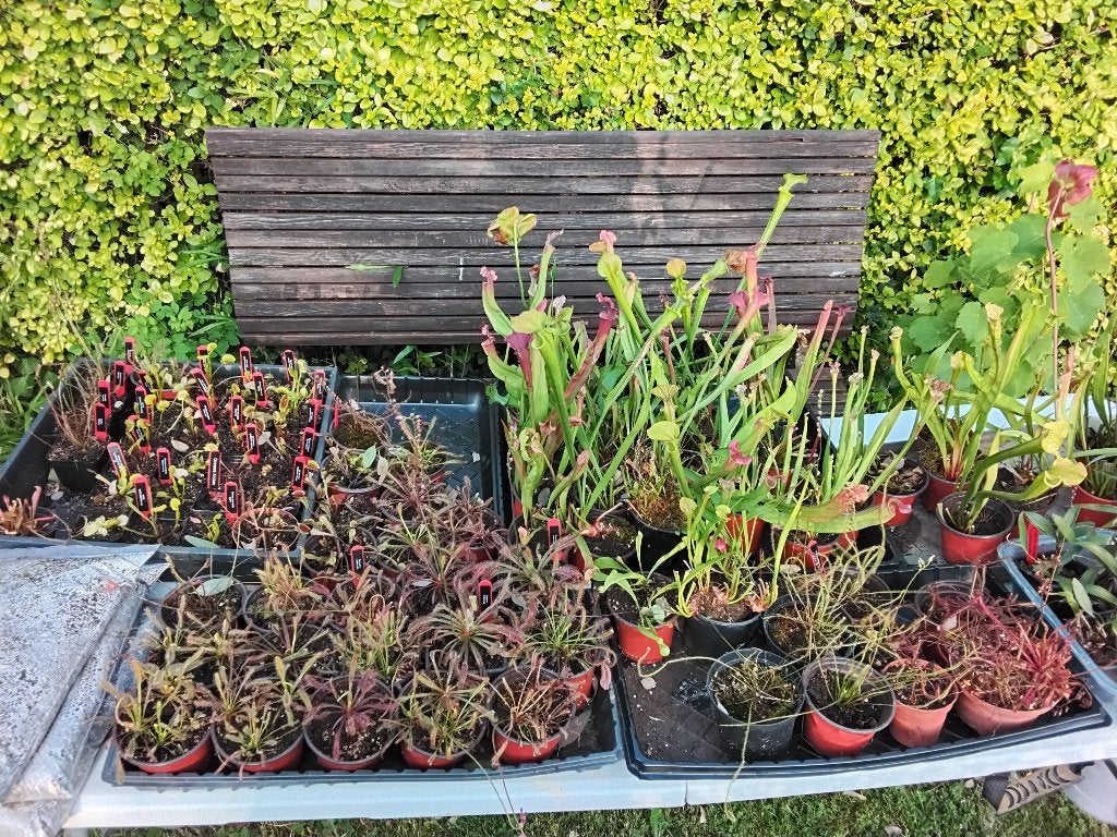 Plantes carnivores à vendre, Jardin & Terrasse, Plantes | Jardin, Plante fixe, Autres espèces, Plein soleil, Printemps, Enlèvement