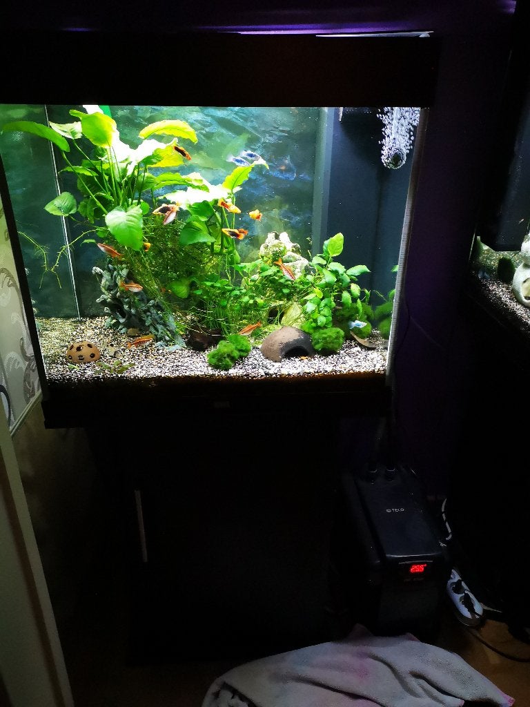 Juwel lido 120 aquarium met kast, Ophalen, Inclusief toebehoren, Juwel, Gevuld zoetwateraquarium