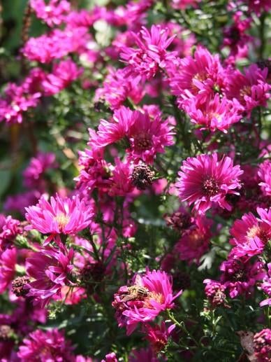 Aster dumosus Jenny, Tuin en Terras, Ophalen