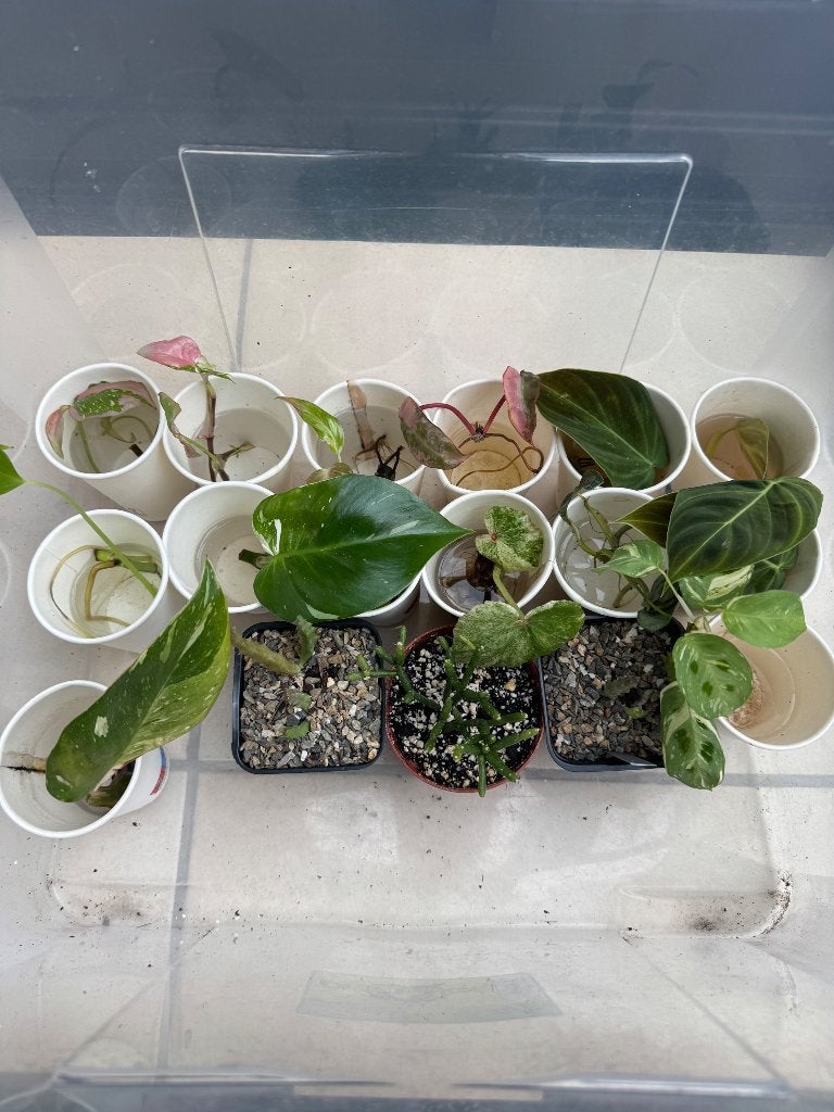 Urban jungle planten te koop, Maison & Meubles, Plantes d'intérieur, Autres espèces, En pot, Plante à fleurs, Enlèvement