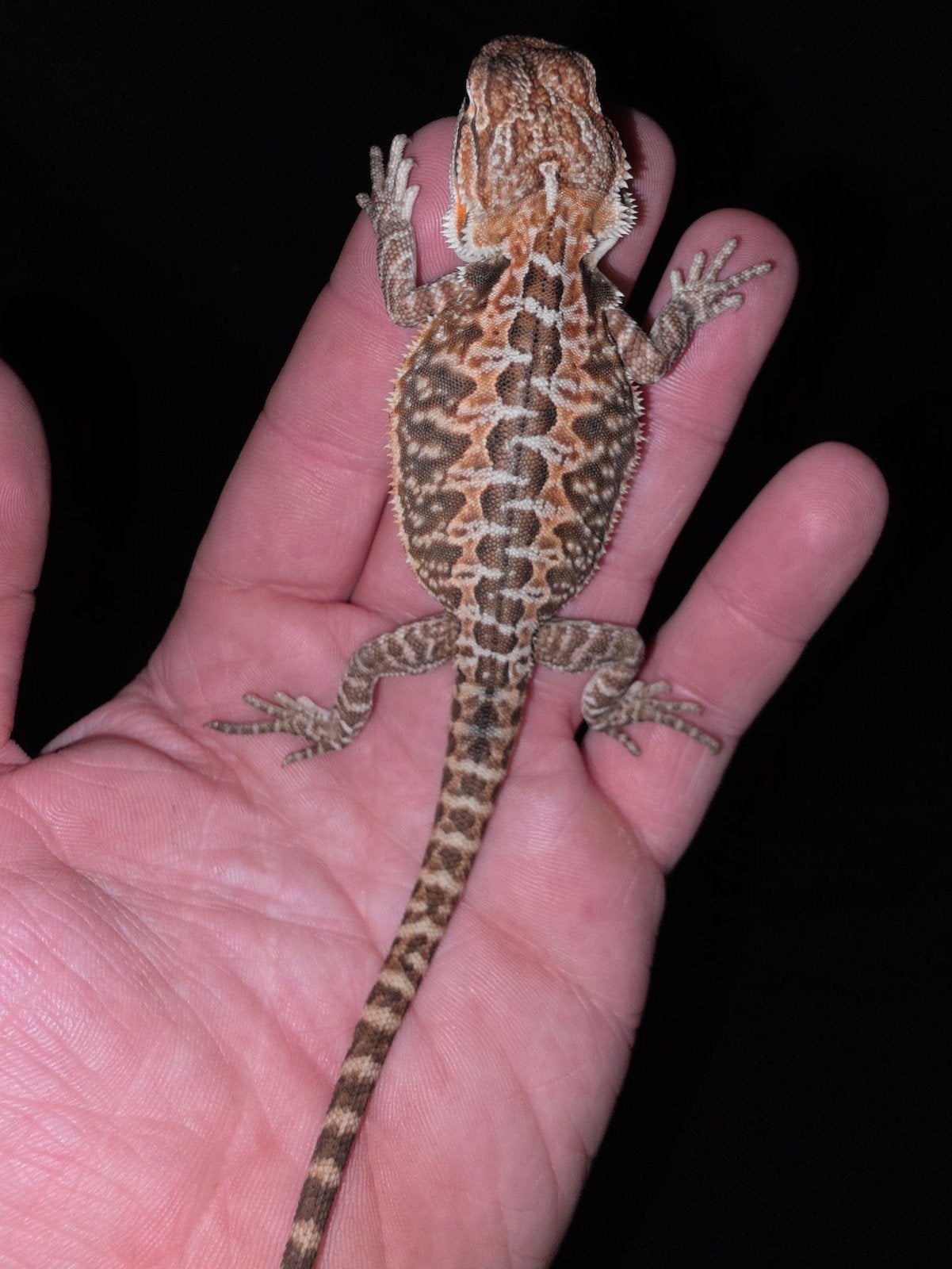 dragon barbu au motif saisissant et unique !, Lézard, Domestique, 0 à 2 ans
