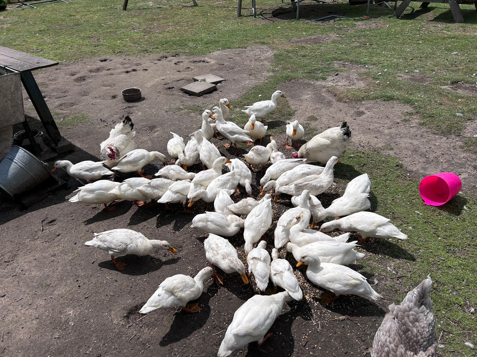 Witte eenden, Sexe inconnu, Canard