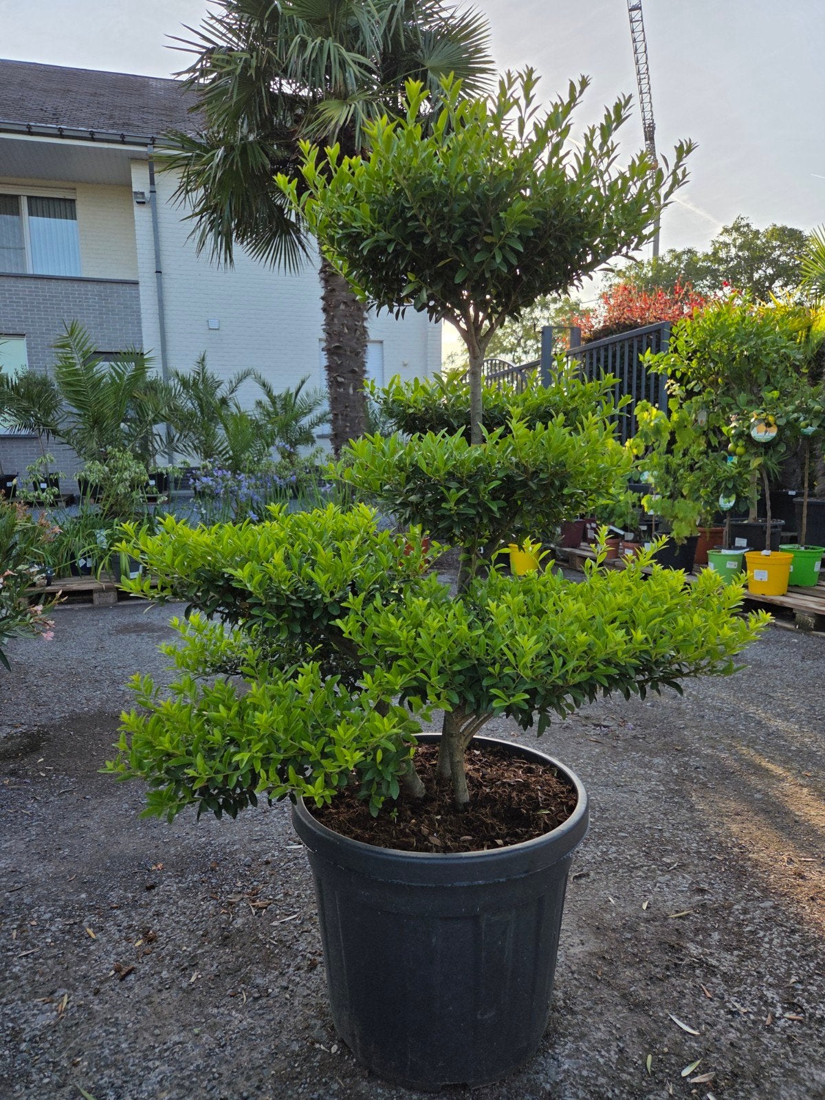 Ilex Green Crenata Bonsai, Tuin en Terras, Planten | Bomen, Ophalen