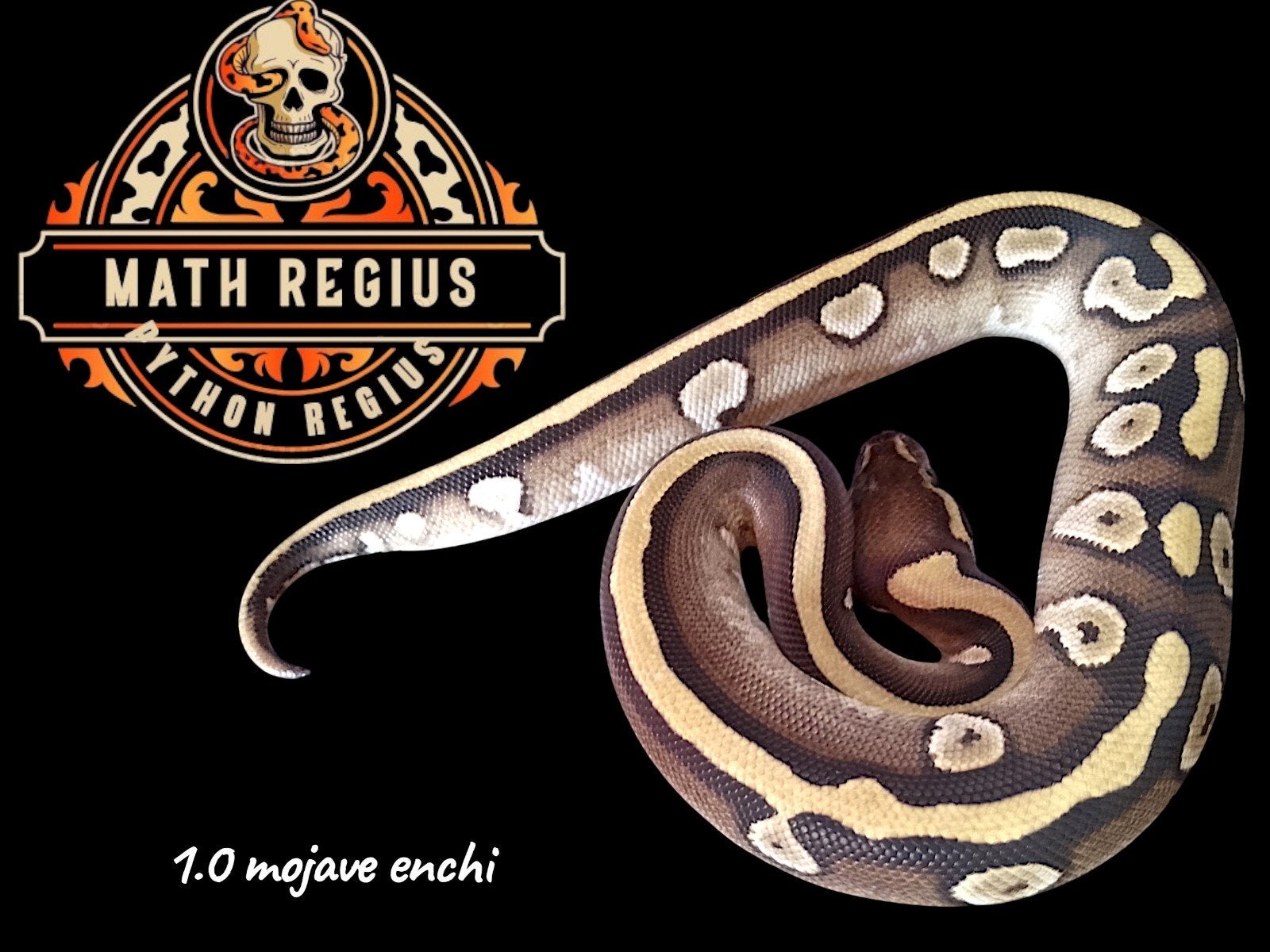 Python regius juv