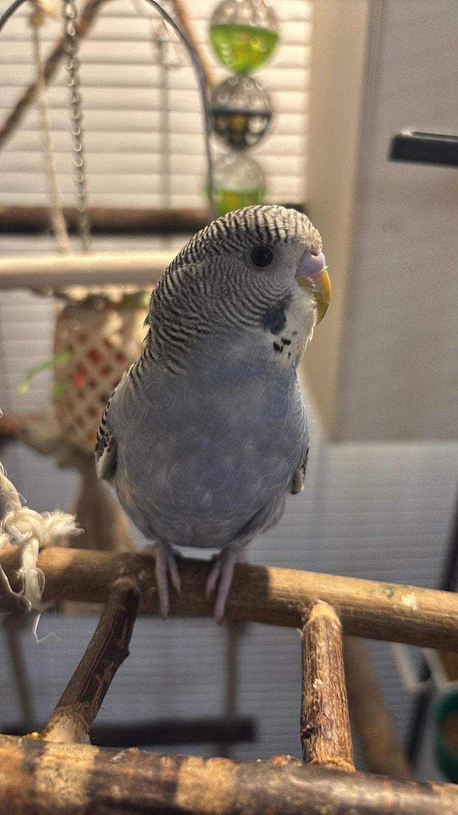 Recherche Perruche ondulée mâle Eam, Dieren en Toebehoren, Vrouwelijk, Parkiet