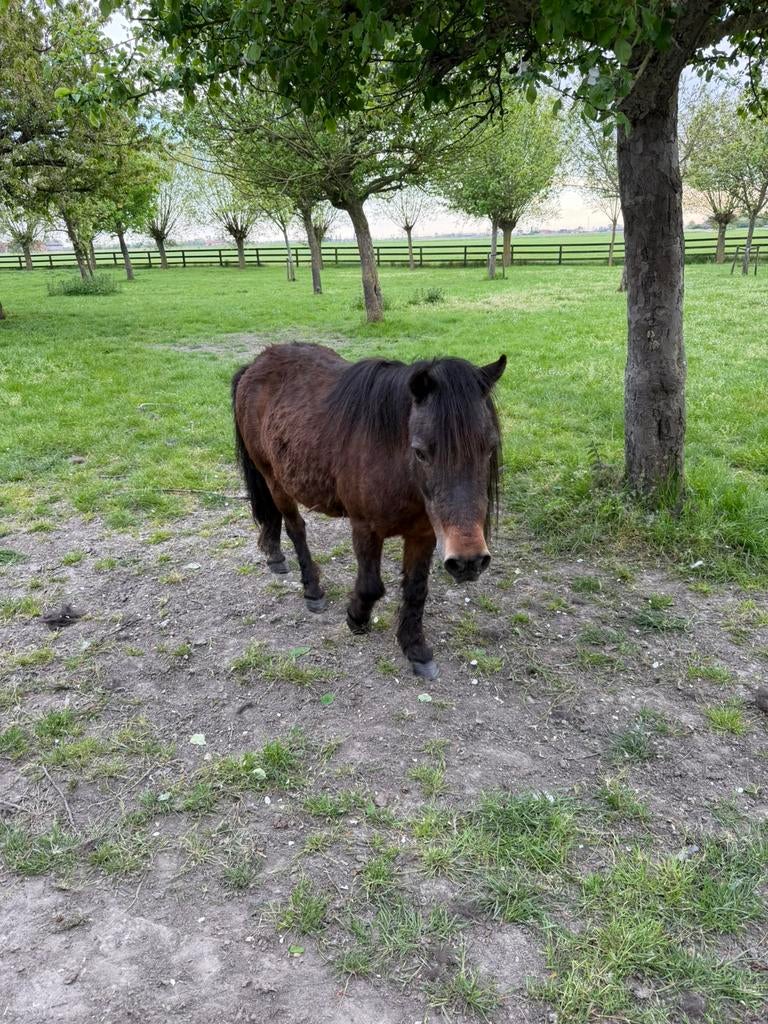 Lunatje, Dieren en Toebehoren
