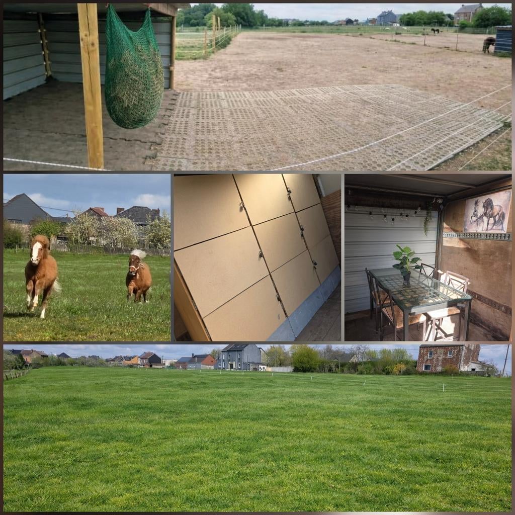 Pension all-in pour poneys et shetlands, Animaux & Accessoires, Box & Pâturages