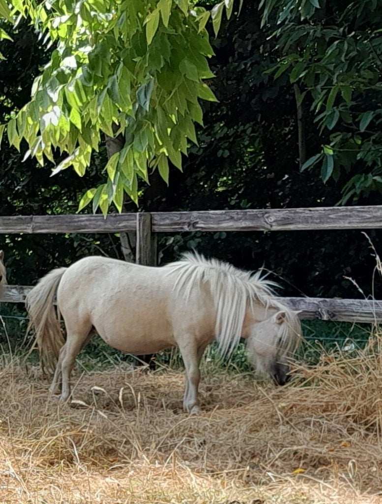 Shetland merrie, Dieren en Toebehoren, Pony's, Merrie, Met stamboom, 0 tot 2 jaar