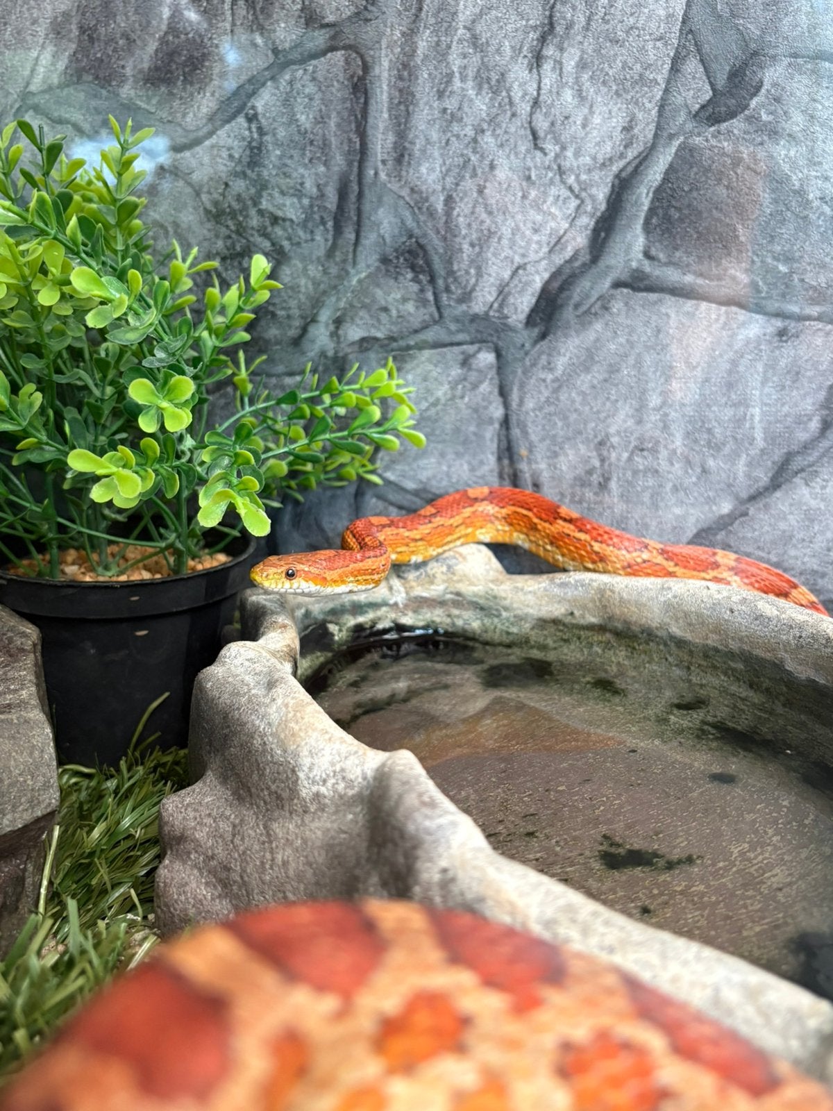 Koppel korenslangen, Dieren en Toebehoren, Reptielen en Amfibieën, Slang, Tam, 0 tot 2 jaar