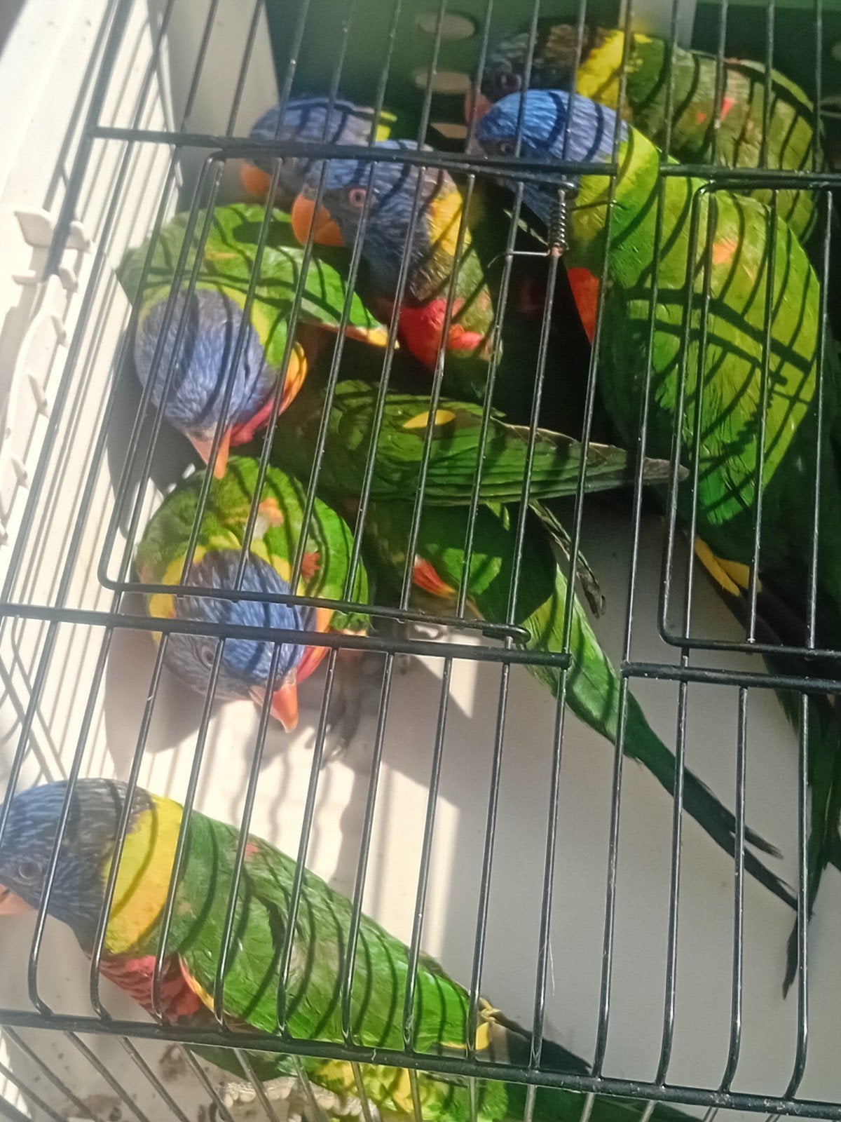 Flories - différentes espèces, Animaux & Accessoires
