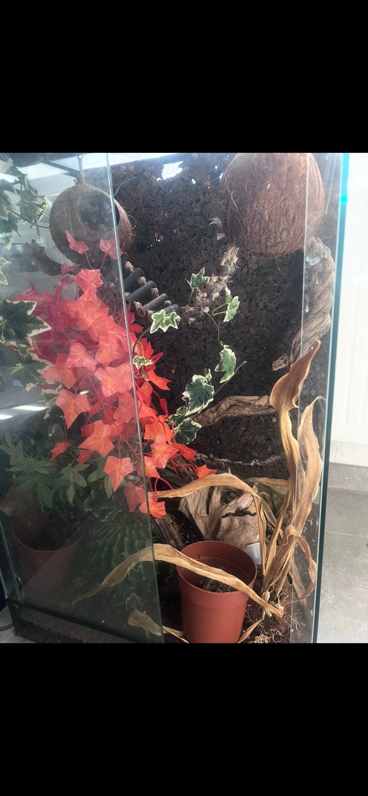 Terrarium te koop, Dieren en Toebehoren, Reptielen en Amfibieën | Toebehoren, Ophalen, Gebruikt