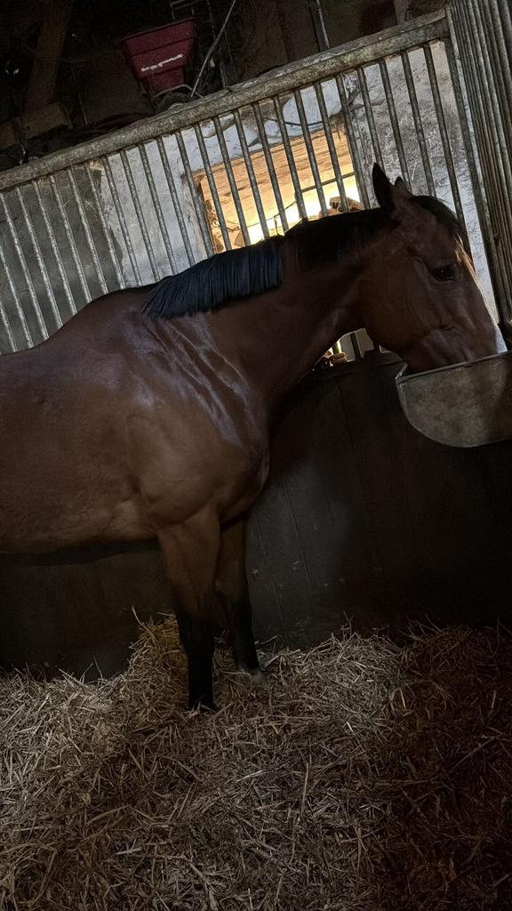 Mooie merrie te koop, Dieren en Toebehoren, Paarden, Merrie, Met stamboom, Zadelmak, 3 tot 6 jaar