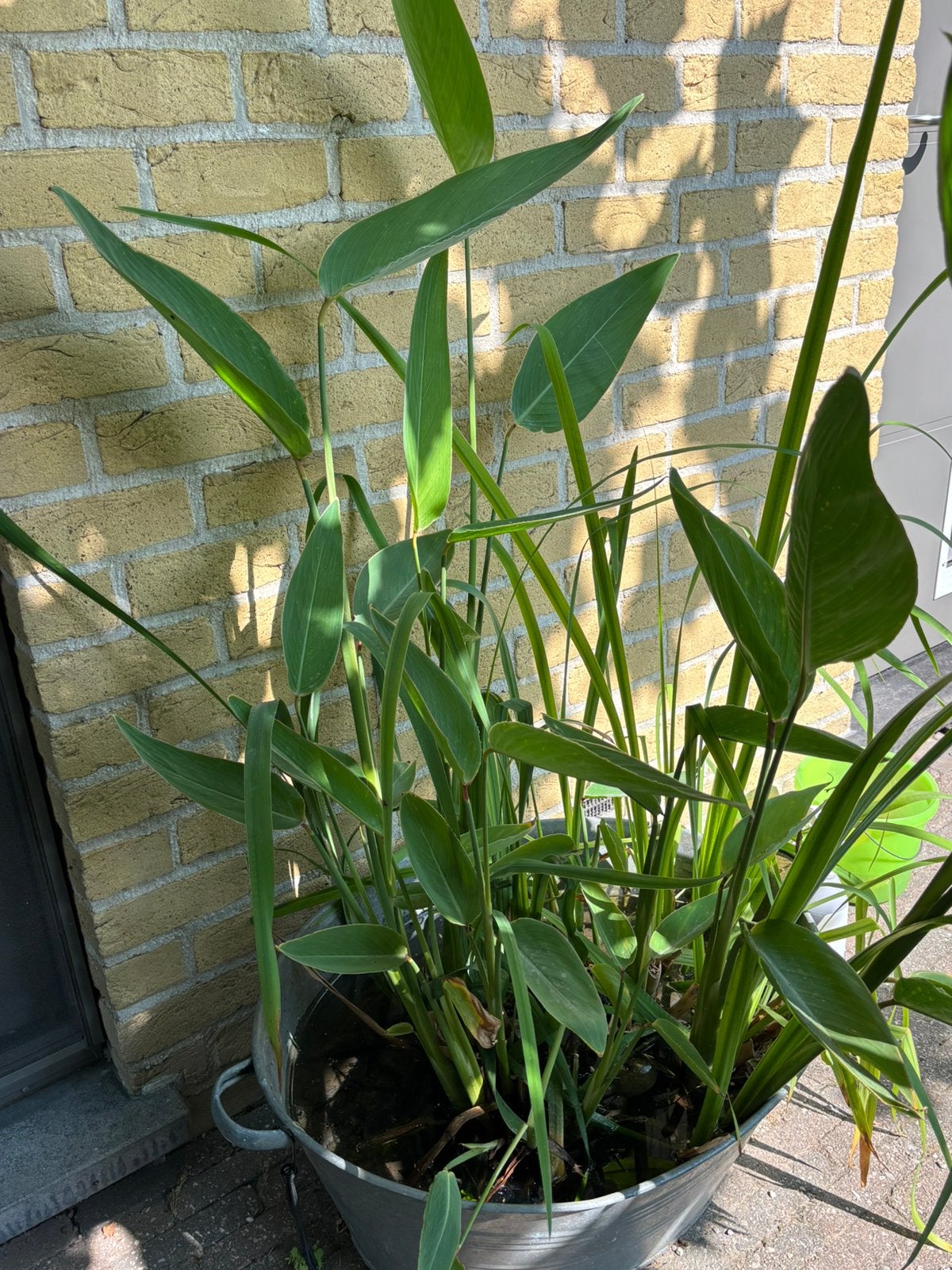 Vijverplant Thalia dealbata, Tuin en Terras, Vijvers, Ophalen, Gebruikt