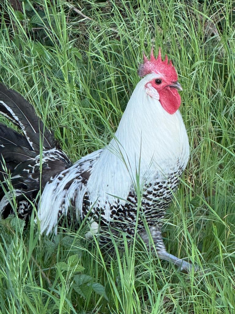 coq à vendre, Mâle, Poule ou poulet