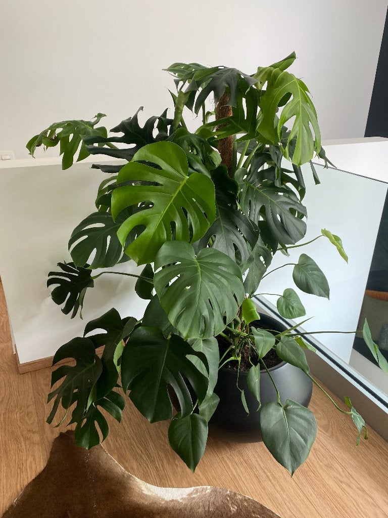 Grand Monstera deliciosa XXL avec pot ELHO, Plante verte, Enlèvement, En pot, 100 à 150 cm