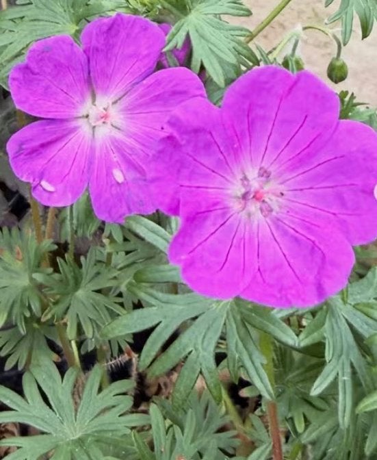 Tuingeranium sanguineum 'Max frei', Jardin & Terrasse, Enlèvement, Plante fixe, Couvre-sol, Mi-ombre