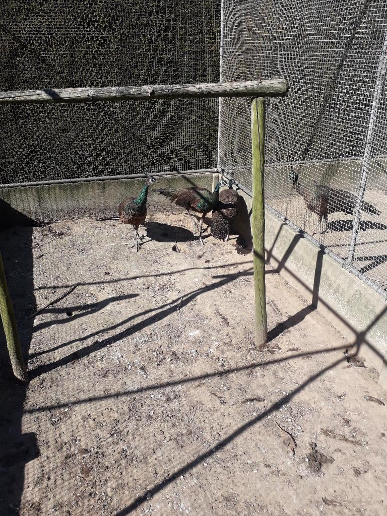 Spaldings te koop, Dieren en Toebehoren, Overige Dieren, Mei, Meerdere dieren
