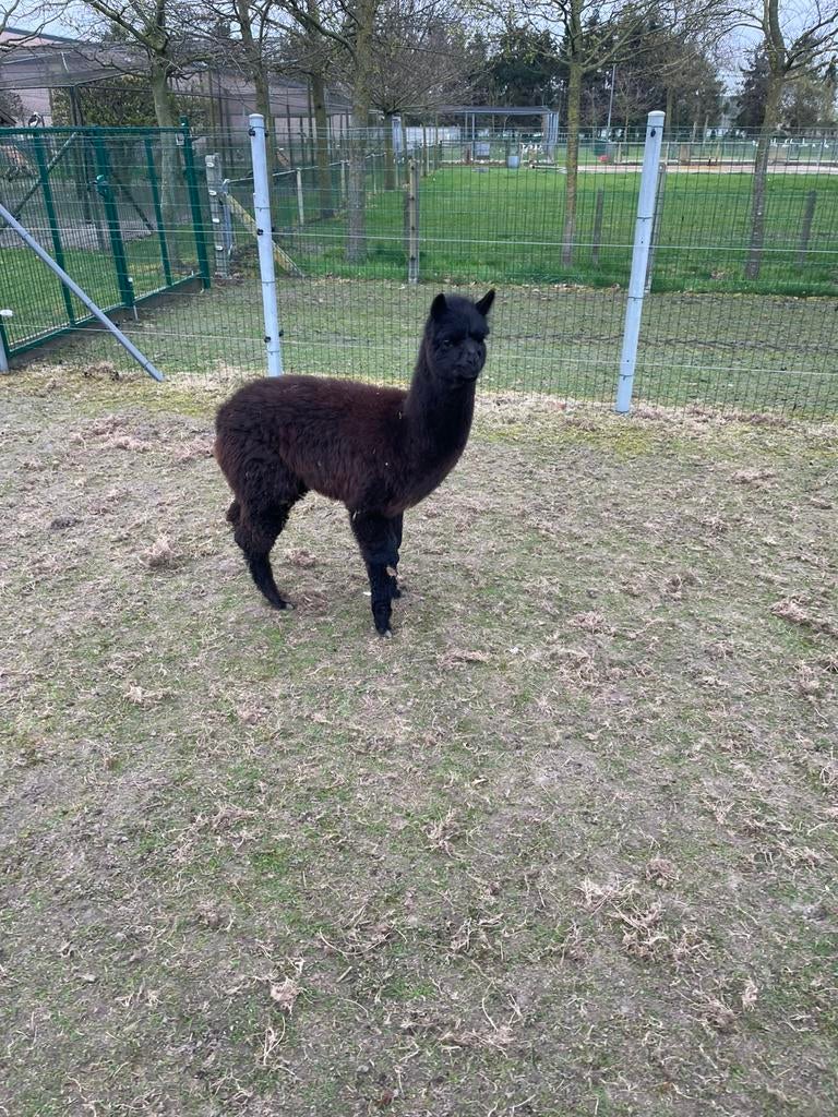 Alpaca hengstje, Oktober, Mannelijk