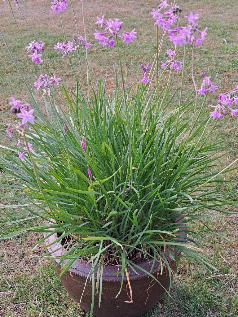 Tulbaghia, Jardin & Terrasse, Enlèvement ou Envoi, Été, Plante fixe, Plein soleil