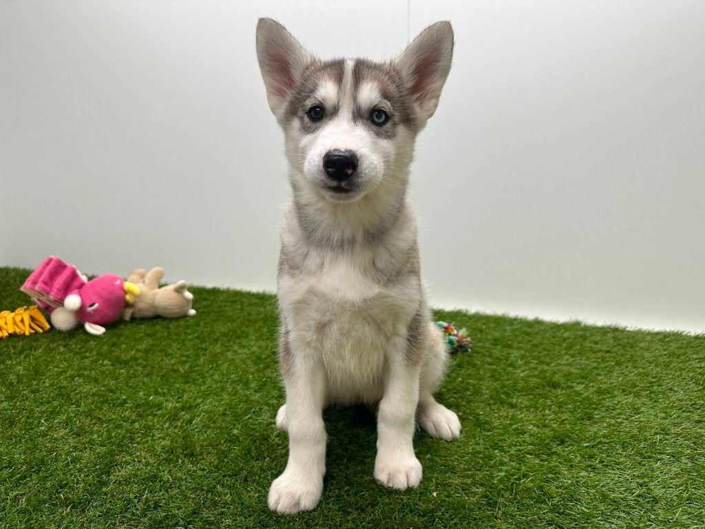 Siberische Husky pup