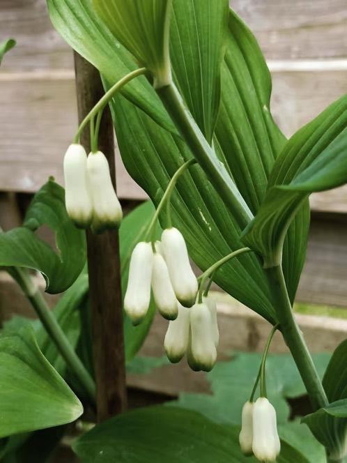 Gewone salomonszegel, schaduwplant vanaf 1euro /potje, Tuin en Terras, Vaste plant, Volledige schaduw, Lente, Ophalen