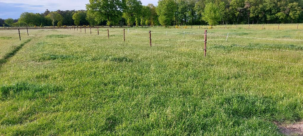 Paardestal met weidegang omgeving Peer Centrum, Dieren en Toebehoren, Weidegang, 1 paard of pony