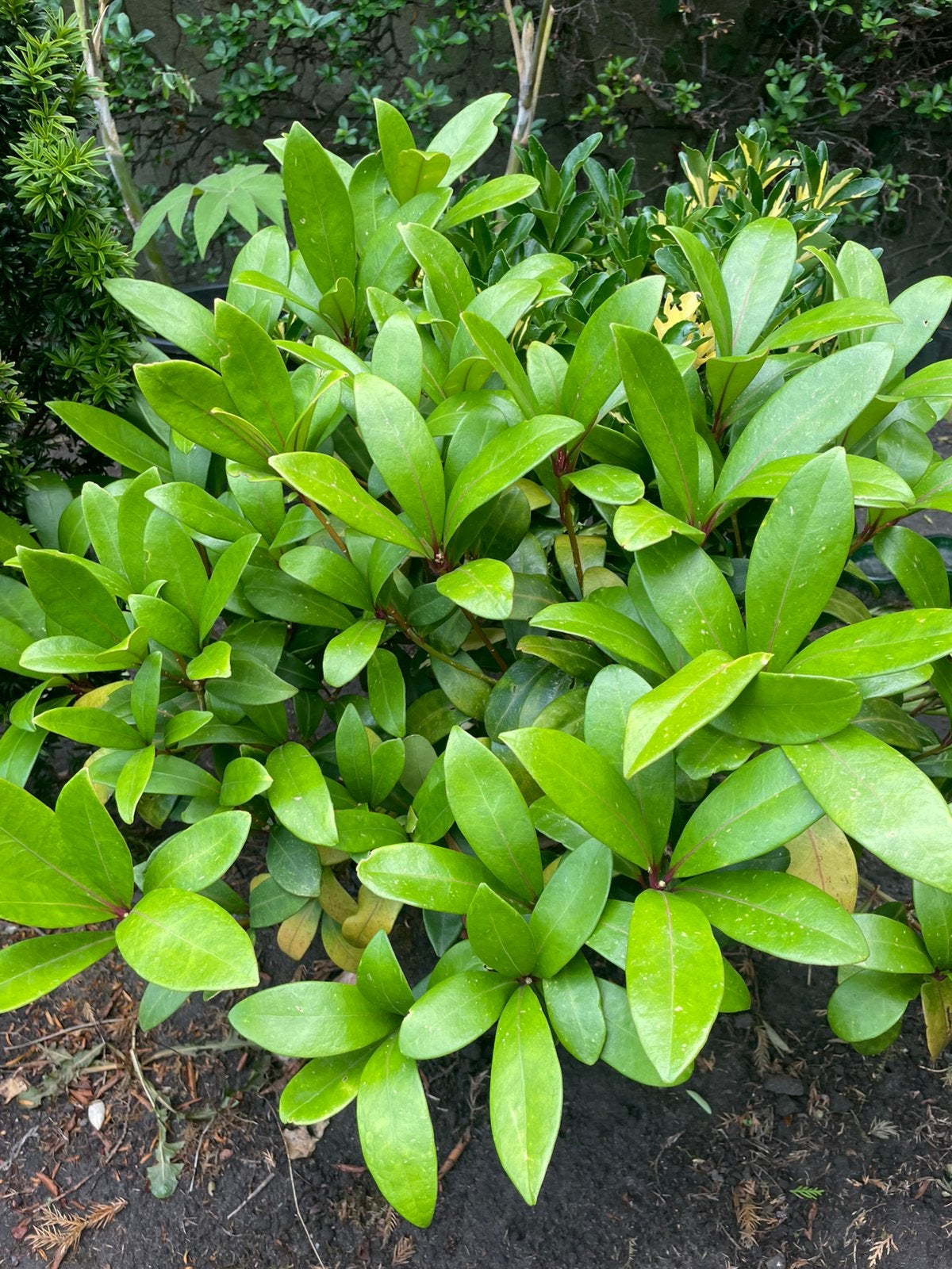 Verschillende struiken/planten, Tuin en Terras, Ophalen, Bloeit niet