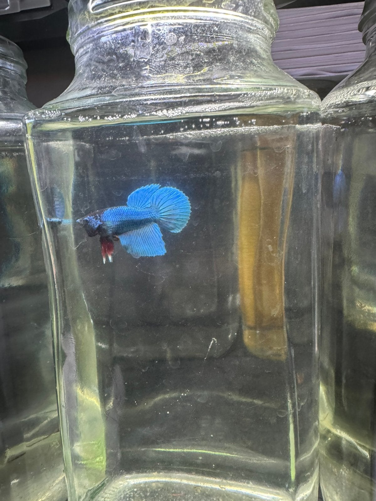Jong volwassen Betta mannetjes €6 p.s., Poisson d'eau douce
