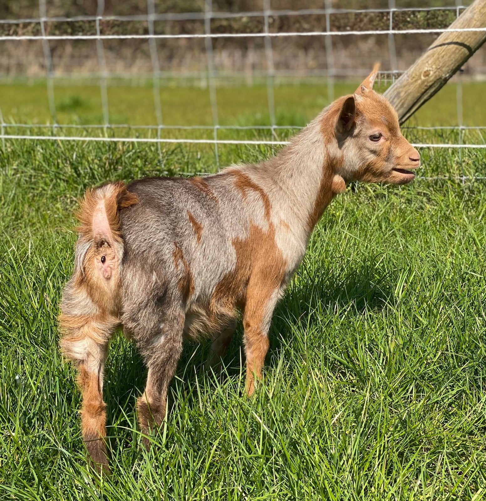 Nouveau : Offre et demande de chèvres naines haut de gamme, Animaux & Accessoires