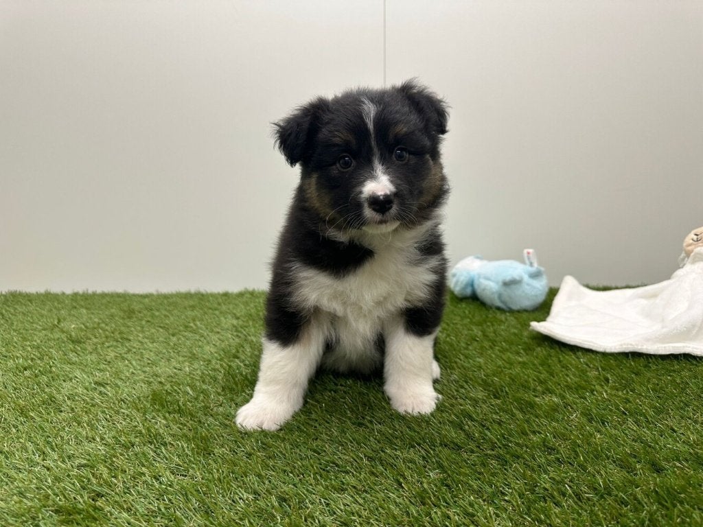 Portée de Chiots Bergers Australiens, Animaux & Accessoires, Plusieurs, Hépatite contagieuse (maladie de Rubarth), Belgique, Berger