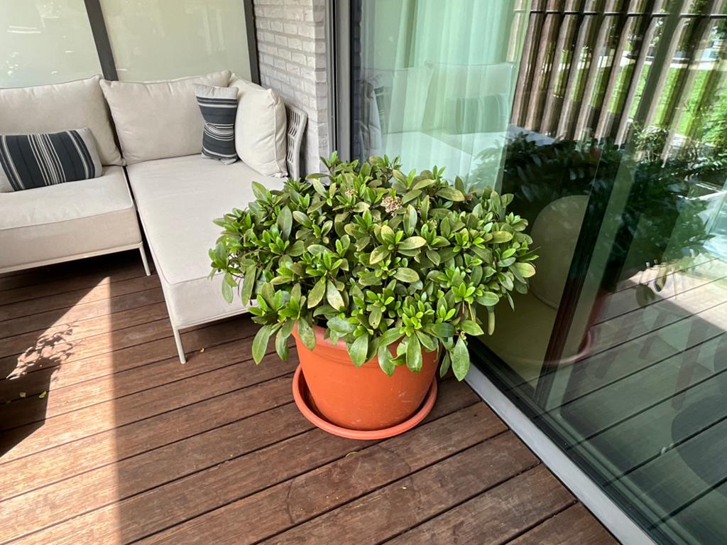 Skimmia japonica 'Rubella', Tuin en Terras, Planten | Tuinplanten, Vaste plant, Groenteplanten, Volle zon, Lente, Ophalen